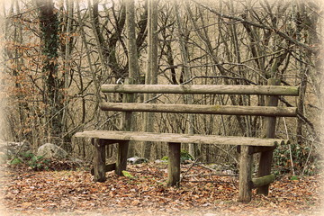 bench in the woods