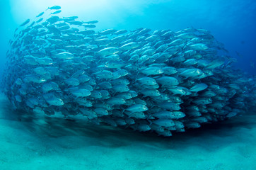 Trevally Baitball