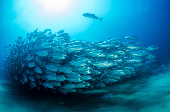 Trevally Baitball