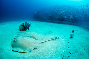 stingray © leonardogonzalez