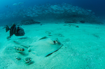 Fototapeta premium stingray