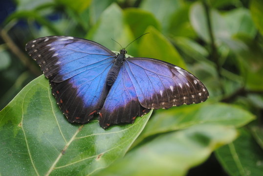 papillon morpho bleu