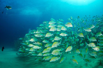 Schools of grunts and snapper