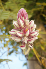 The badge flower of Mahidol university in Thailand