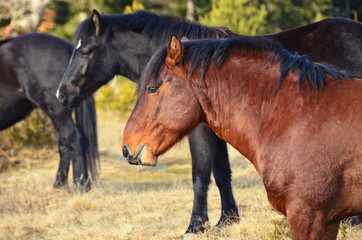 Fototapeta premium wild horses