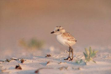 Snowy Plover Küken, Florida