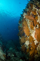 Fototapeta premium Views from pacific reefs