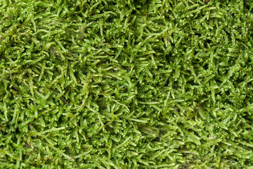 Texture of moss