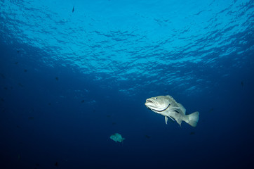 Fototapeta premium Grouper, pacific reefs.