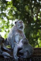 Monkey, Ubud Bali Indonesia