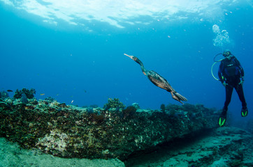People diving and wildlife