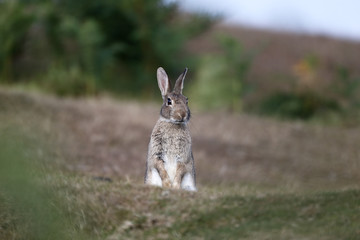 Rabbit, Oryctolagus cuniculus
