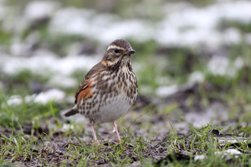 Redwing, Turdus iliacus