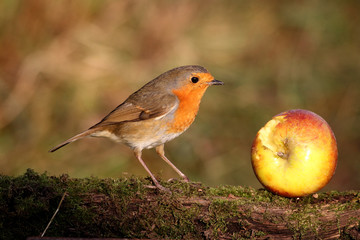 Robin, Erithacus rubecula