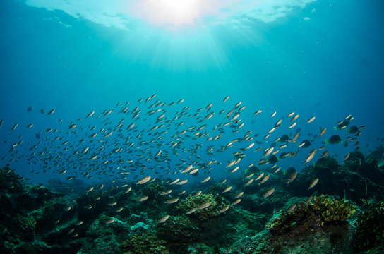 silver fish, sea of cortez