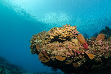 Fototapeta premium Views from pacific reefs