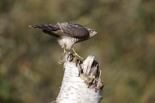 Sparrowhawk; Accipiter nisus
