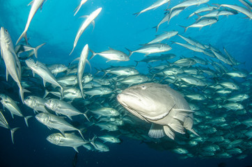 Fototapeta premium Grouper, pacific reefs.