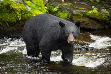 Obraz na płótnie Canvas Black bear, Alaska