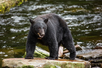 Obraz na płótnie Canvas Black bear looking for food