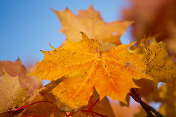 Maple leaves against clear blue sky on a autumn day.