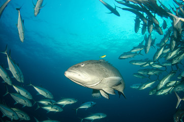 Fototapeta premium Grouper, pacific reefs.