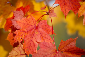Closeup of maple leaves.