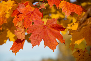 Closeup of maple leaves.