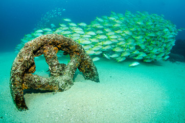 Schools of grunts and snapper