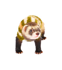 ferret male dressed isolated