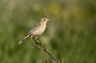 Tawny pipit, Anthus campestris