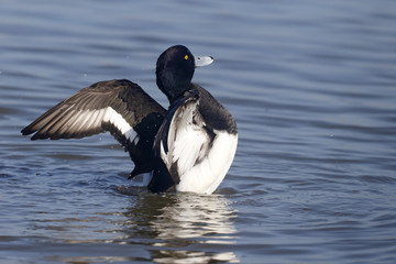 Tufted duck, Aythya fuligula
