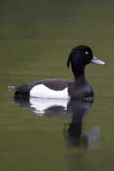 Fototapeta premium Tufted duck, Aythya fuligula