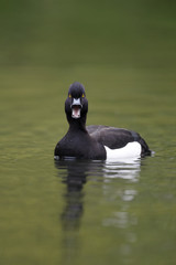 Tufted duck, Aythya fuligula