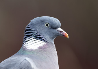 Wood pigeon; Columba palumbus
