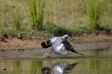 Wood pigeon; Columba palumbus