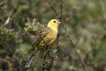 Yellowhammer, Emberiza citrinella