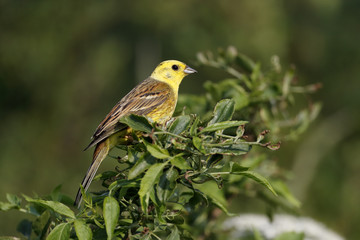 Yellowhammer, Emberiza citrinella