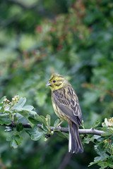Yellowhammer, Emberiza citrinella