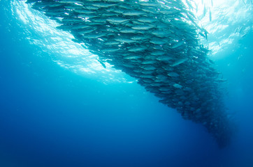 Trevally baitball © leonardogonzalez