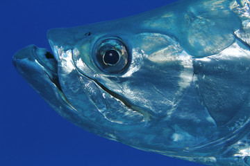 Obraz premium Closeup of Tarpon - Bonaire