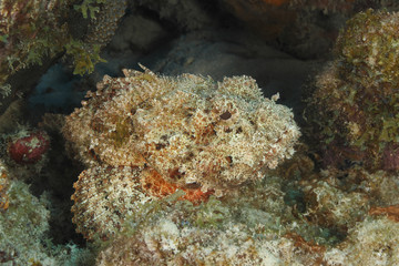 Fototapeta na wymiar Znaleziono Scorpionfish oczekujące zasadzkę jego zdobycz - Bonaire