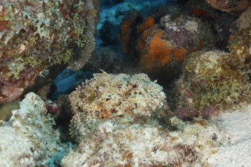 Fototapeta na wymiar Znaleziono Scorpionfish oczekujące zasadzkę jego zdobycz - Bonaire