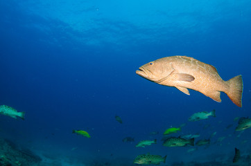 Naklejka premium Grouper, pacific reefs.