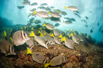 Fototapeta premium Surgeonfish, pacific reefs