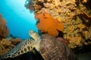 Fototapeta premium Green turtle