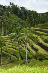 Fototapeta na wymiar Green rice fields on Bali island 