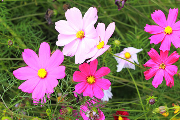 Fototapeta na wymiar Pink cosmos flower in the garden