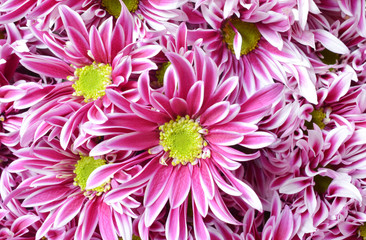 Obraz premium pink flower with long thin petals & a yellow center.