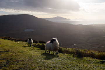 Mountain view with sheep. - 60337895